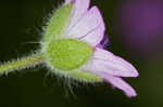 Dovefoot geranium